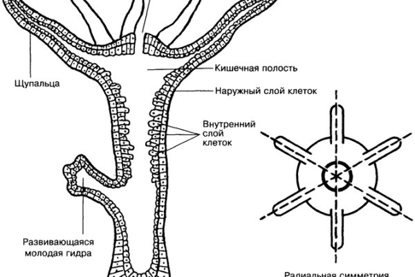 Как восстановить аккаунт на кракене