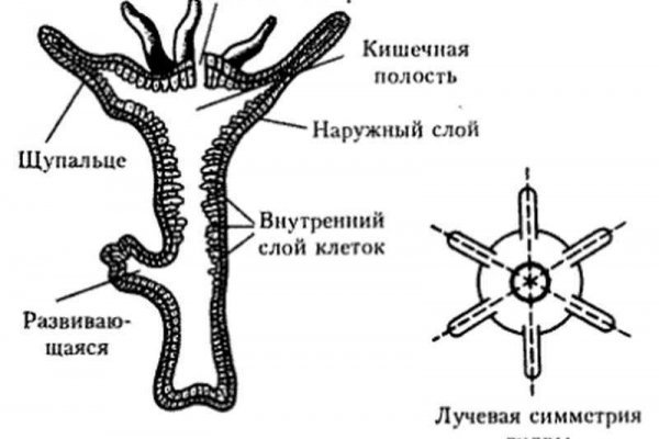 Кракен тг маркетплейс